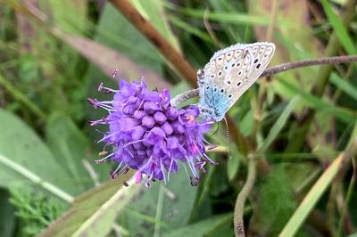 <i>Polyommatus icarus</i>