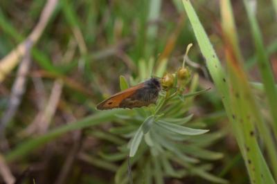 <i>Coenonympha pamphilus</i>