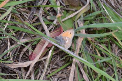 <i>Coenonympha pamphilus</i>