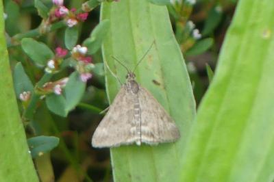 <i>Pyrausta despicata</i>