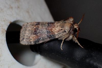 <i>Cymatophorina diluta</i>