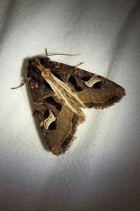 <i>Trigonophora flammea</i>