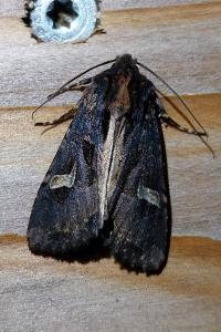 <i>Trigonophora flammea</i>