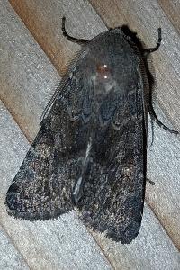 <i>Aporophyla lueneburgensis</i>