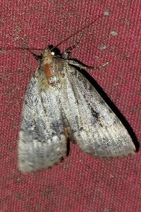 <i>Amphipyra berbera/pyramidea</i>