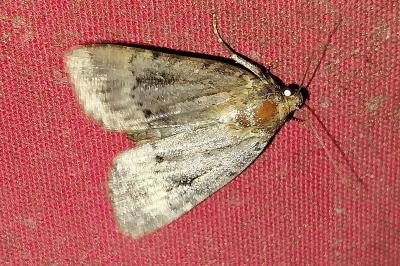 <i>Amphipyra berbera/pyramidea</i>