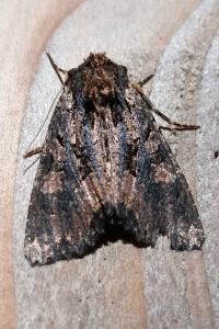 <i>Mniotype satura</i>