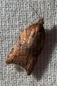<i>Acleris rhombana</i>