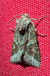 <i>Dryobotodes roboris</i>