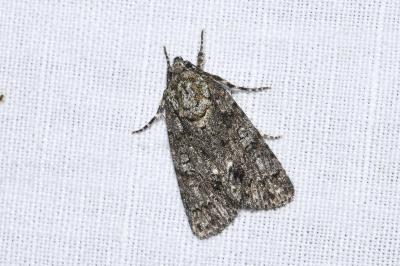 <i>Acronicta rumicis</i>