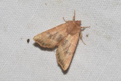<i>Atethmia centrago</i>