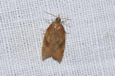 <i>Acleris rhombana</i>