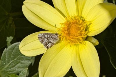 <i>Cacyreus marshalli</i>