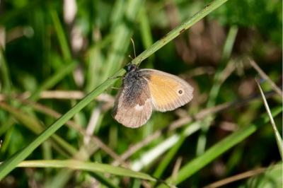 <i>Coenonympha pamphilus</i>