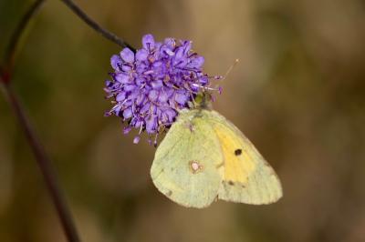 <i>Colias crocea</i>