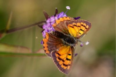 <i>Lycaena phlaeas</i>