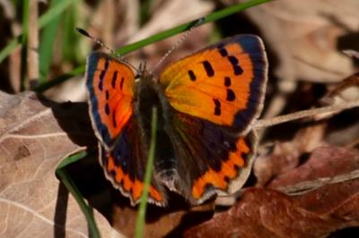 <i>Lycaena phlaeas</i>