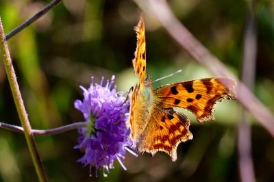 <i>Polygonia c-album</i>