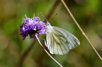 <i>Pieris napi</i>