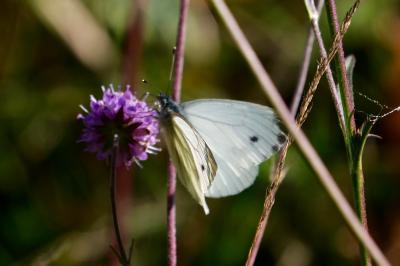 <i>Pieris napi</i>