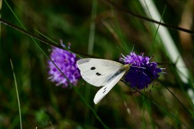 <i>Pieris rapae</i>