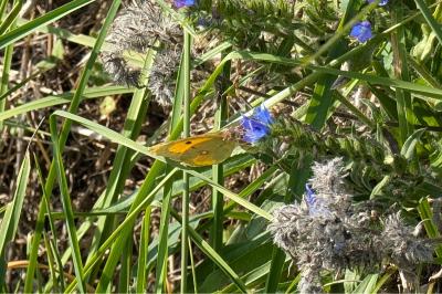 <i>Colias crocea</i>