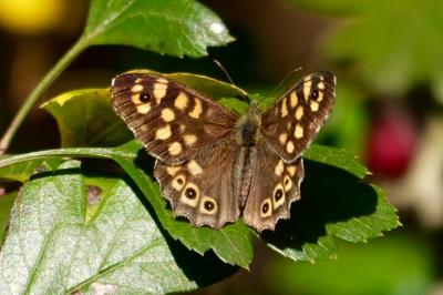 <i>Pararge aegeria</i>