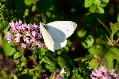 <i>Pieris napi</i>