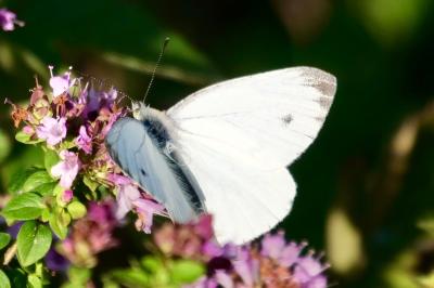 <i>Pieris napi</i>