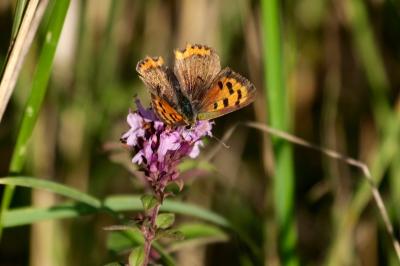 <i>Lycaena phlaeas</i>