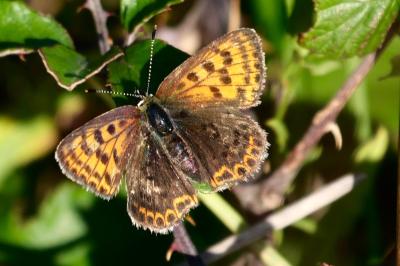 <i>Lycaena tityrus</i>
