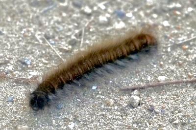 <i>Macrothylacia rubi</i>