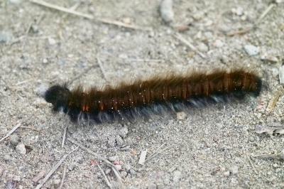 <i>Macrothylacia rubi</i>