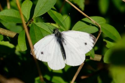 <i>Pieris napi</i>