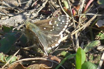 <i>Pyrgus armoricanus</i>