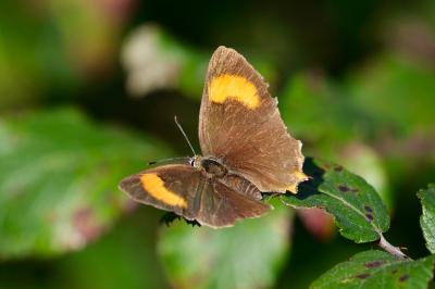 <i>Thecla betulae</i>