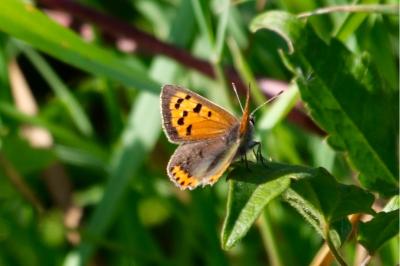 <i>Lycaena phlaeas</i>