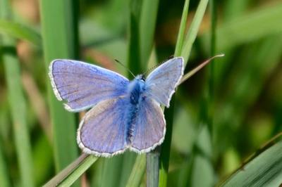 <i>Polyommatus icarus</i>