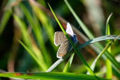 <i>Polyommatus icarus</i>
