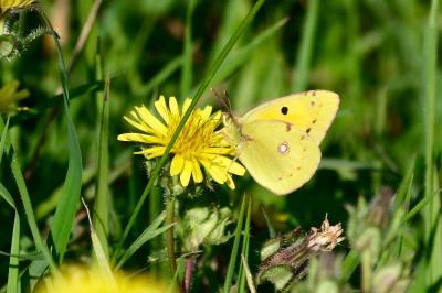 <i>Colias crocea</i>