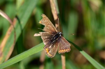 <i>Aricia agestis</i>