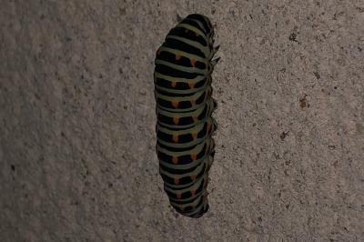 <i>Papilio machaon</i>