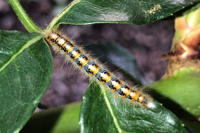 <i>Lasiocampa quercus</i>