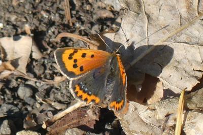 <i>Lycaena phlaeas</i>
