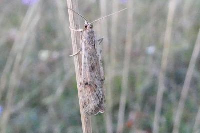 <i>Nomophila noctuella</i>
