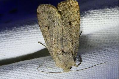 <i>Xestia castanea</i>