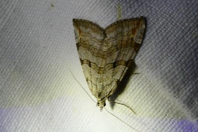 <i>Aplocera efformata/plagiata</i>