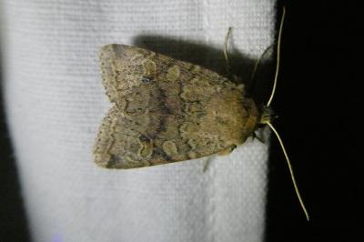 <i>Propenistra laevis</i>