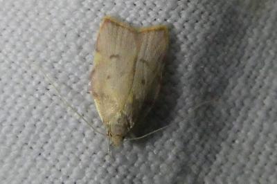 <i>Carcina quercana</i>