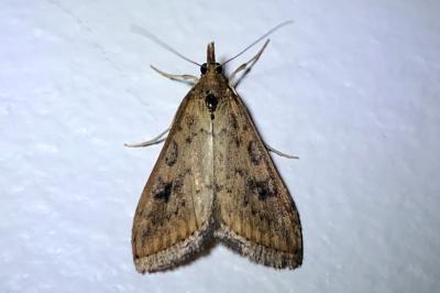 <i>Udea ferrugalis</i>